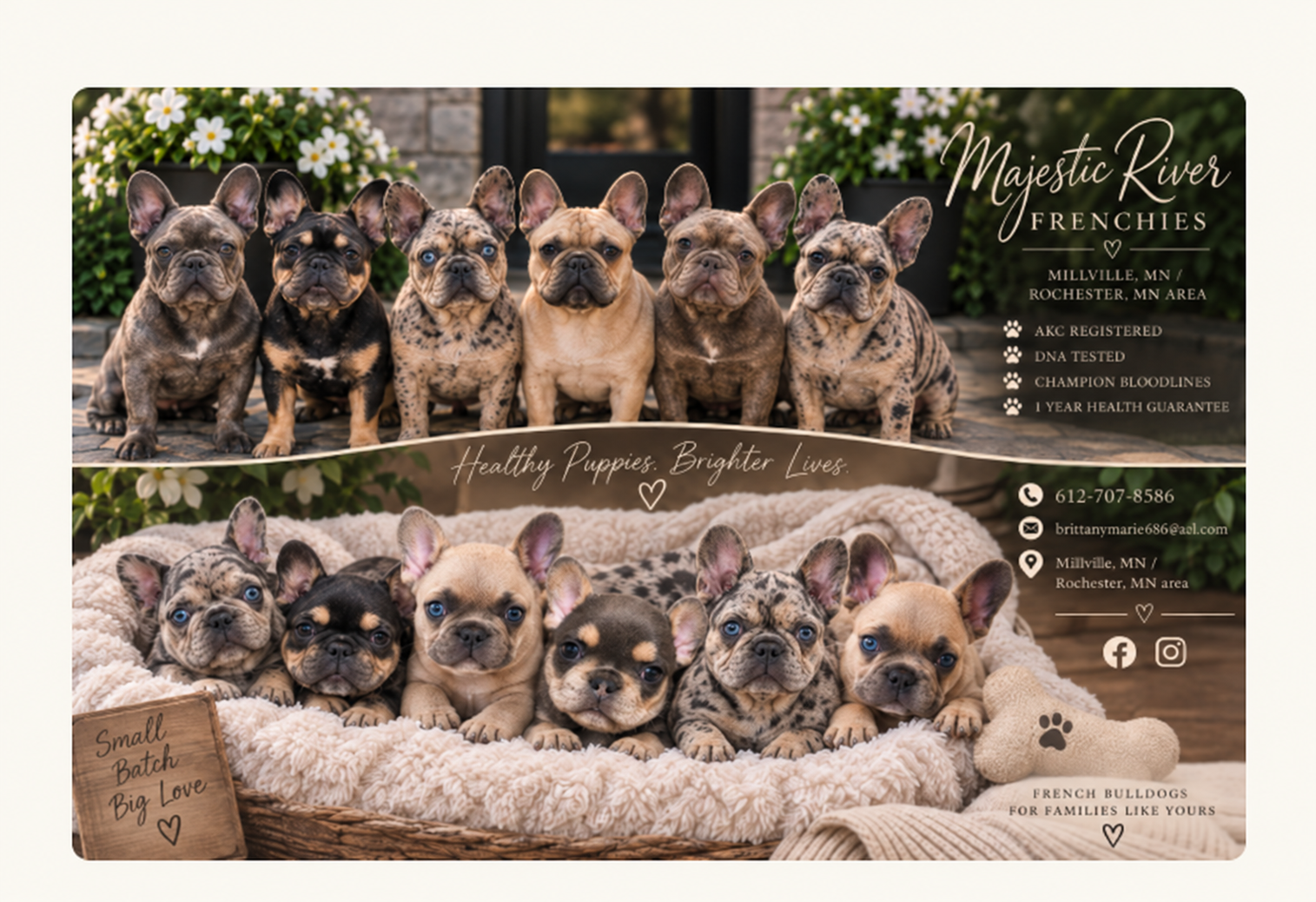 Majestic River Frenchies promotional artwork featuring French Bulldogs and our Small Batch, Big Love design